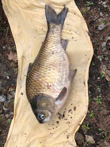 ヘラブナの釣果