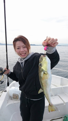 シロサバフグの釣果