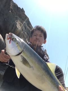 ハマチの釣果