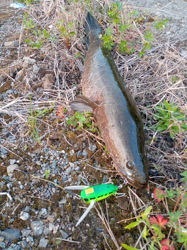 ライギョの釣果