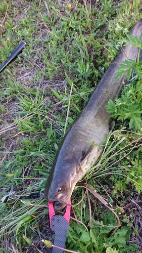 ナマズの釣果