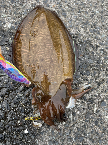 モンゴウイカの釣果