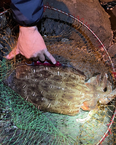 モンゴウイカの釣果