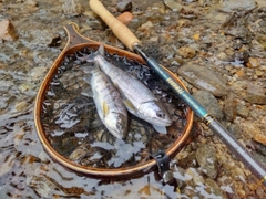 ヤマメの釣果