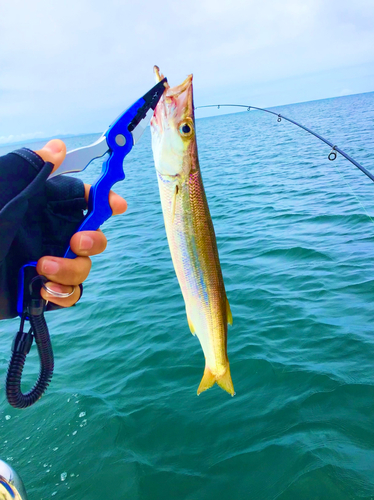 カマスの釣果