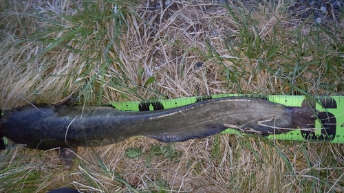 ナマズの釣果