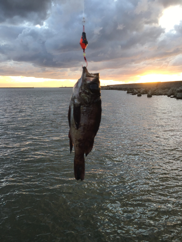 シロメバルの釣果