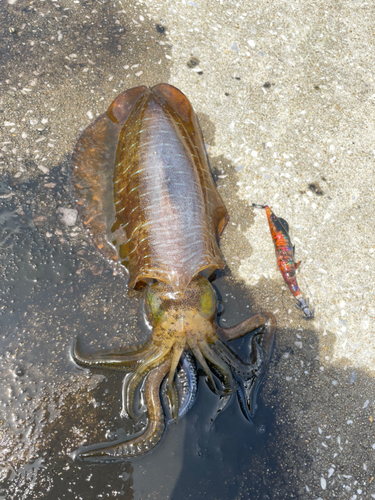 アオリイカの釣果