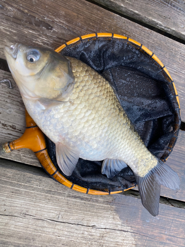 ヘラブナの釣果