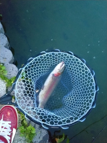 ニジマスの釣果