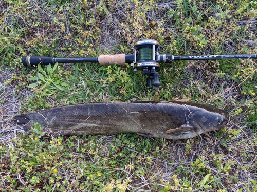 マナマズの釣果