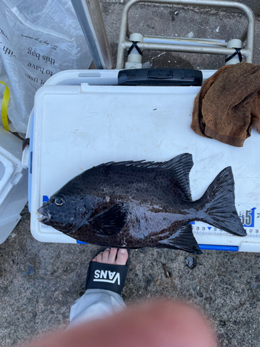 イシガキダイの釣果