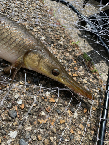 ショートノーズガーの釣果