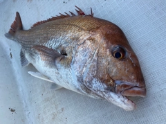 タイの釣果