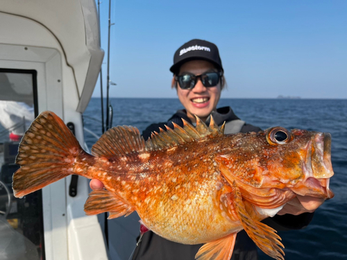 アヤメカサゴの釣果