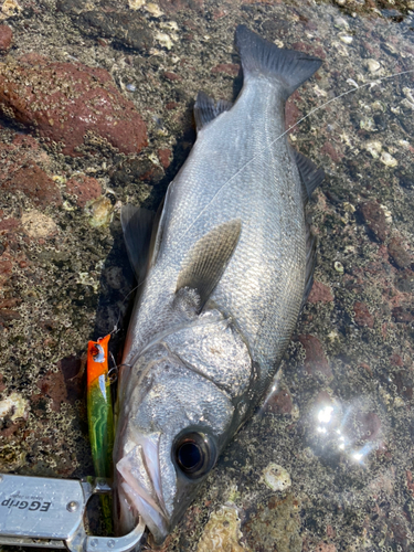 ヒラスズキの釣果