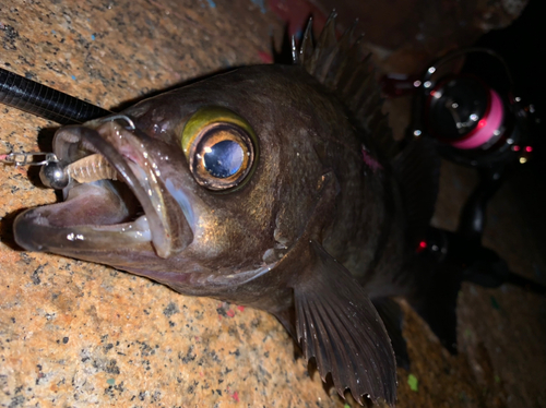 シロメバルの釣果