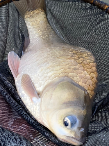 マブナの釣果