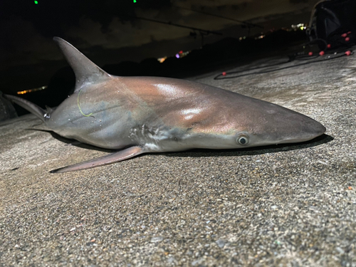 サメの釣果