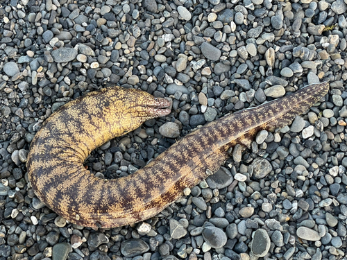 ウツボの釣果