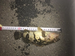 ソイの釣果
