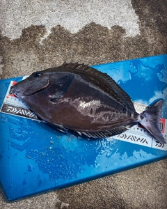 ニザダイの釣果