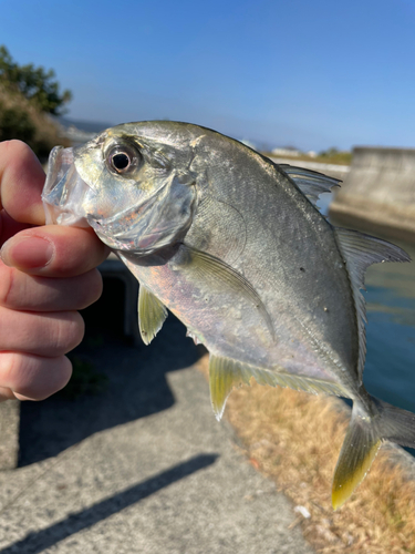 ロウニンアジの釣果