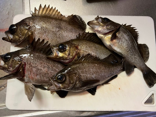 シロメバルの釣果