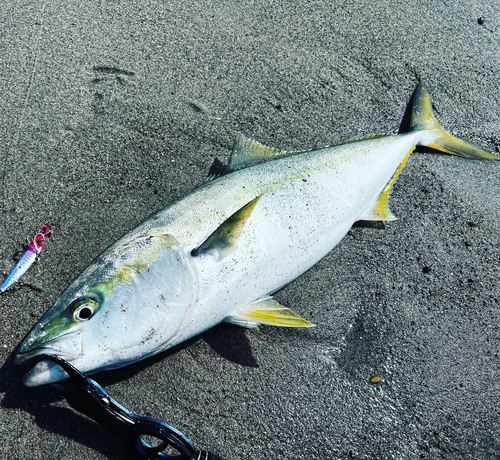 ヤズの釣果