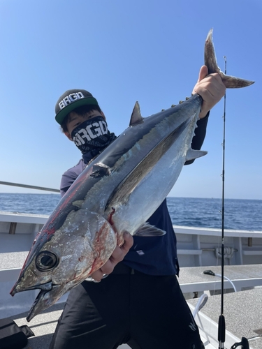 ビンチョウマグロの釣果