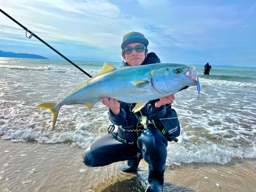 ブリの釣果