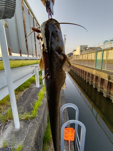 ナマズの釣果