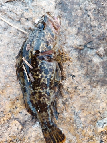 タケノコメバルの釣果