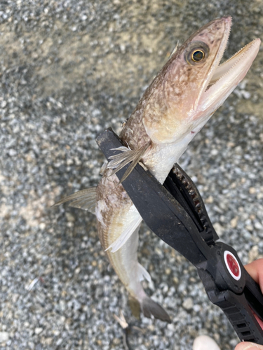 エソの釣果