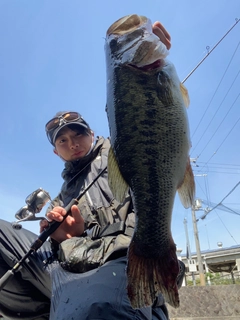 ブラックバスの釣果