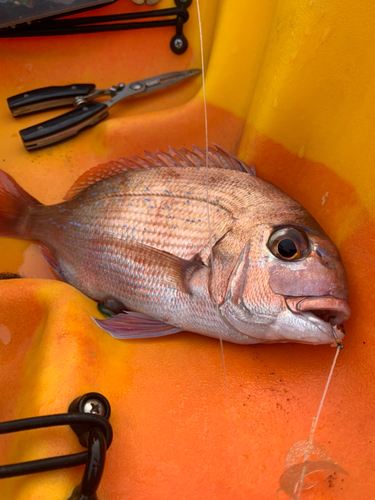 マダイの釣果