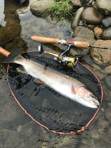 ニジマスの釣果