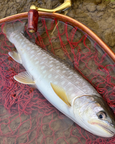 アメマスの釣果