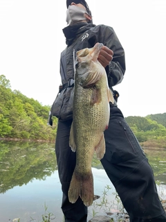 ブラックバスの釣果