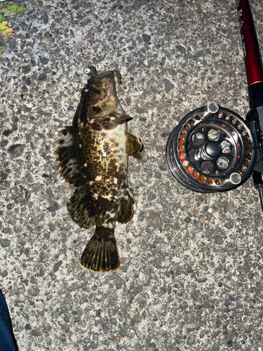 タケノコメバルの釣果