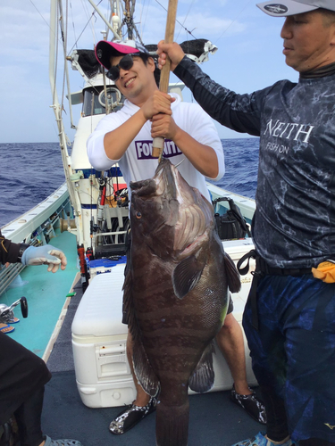 マハタの釣果