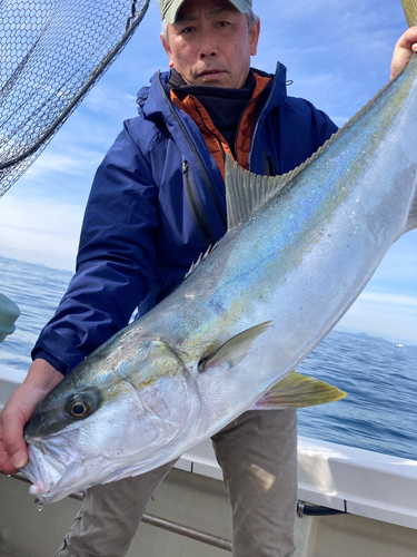 ヒラマサの釣果