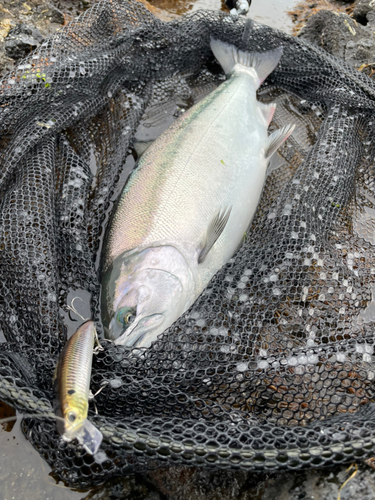 サクラマスの釣果