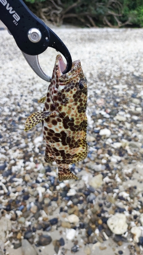 カンモンハタの釣果