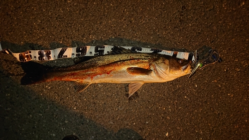 マダカ（マルスズキ）の釣果