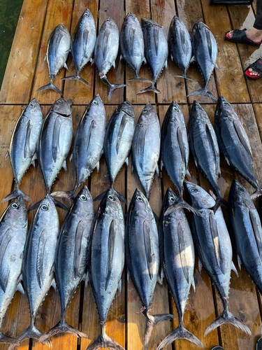 ビンチョウマグロの釣果