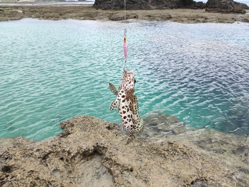 カンモンハタの釣果