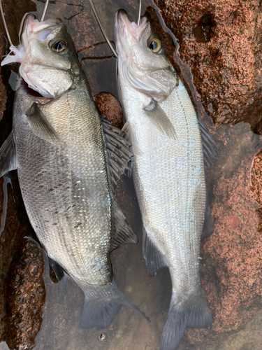 ヒラスズキの釣果