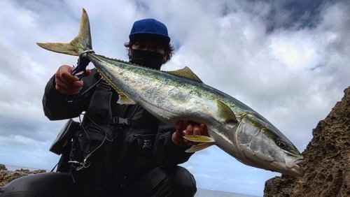 ブリの釣果