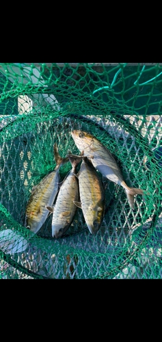 カンパチの釣果